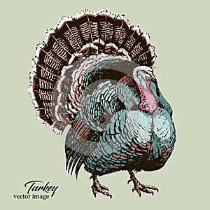 Big Turkey bird black pen vector hand drawing