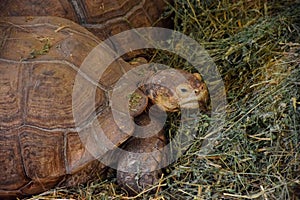 Big turtle in the aviary eats grass