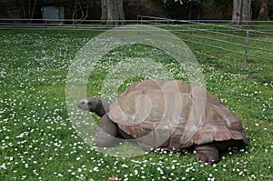 The big turtle in the city zoo.