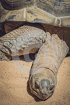 Big turtle close up