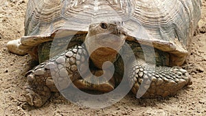 big turtle closeup portrait