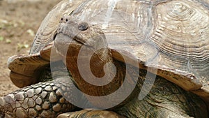 big turtle closeup portrait