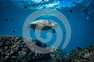 Big turtle in coral reef underwater shot