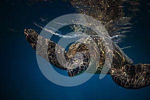 Big turtle in coral reef underwater shot