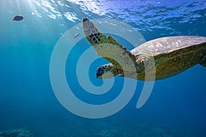 Big turtle in coral reef underwater shot