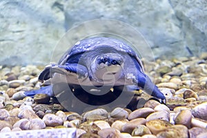 Big turtle crawls on the rocks at the bottom of the pond in clear water.