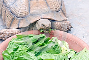 Big turtle eating lettuce photo