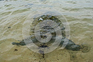 Big turtle eating sea weed on the beach