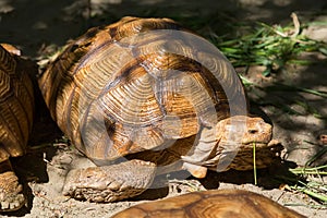 Big turtle eats grass.