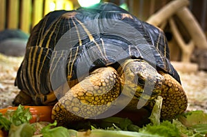 Big turtle feeding in the green grass.