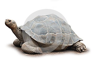 Big turtle isolated photo