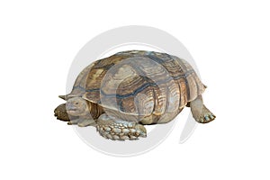 Big turtle isolated on white background, clipping path