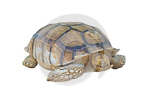 Big turtle isolated on white background, clipping path