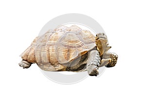 Big turtle isolated on white background with clipping path