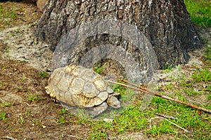 Big turtle at Korkeasaari Zoo in Helsinki at summer
