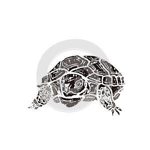 Big turtle in linocut retro style isolated on white