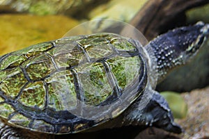 Big turtle looks away. Side view, blurred background. Swimming underwater turtle.