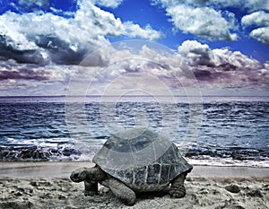 Big Turtle On The Ocean Beach