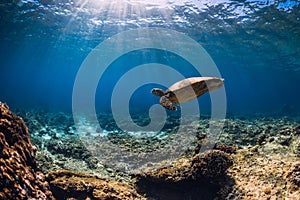 Big turtle over coral bottom in blue ocean