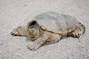 Big turtle on a road