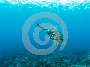 Big turtle swimming away into the blue. Underwater photo. Philippines.