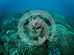 Big turtle swimming away over the coral reef. Underwater photo. Philippines.
