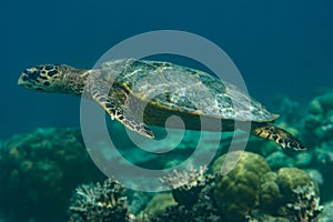 Big turtle swimming in the indian ocean at Maldives