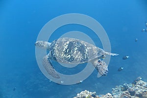 Big turtle photo