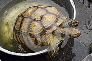 Big Turtle in the tank.