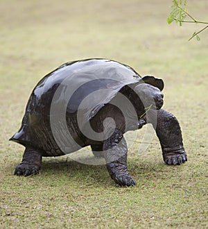 Big turtle with wet shell eating green branch