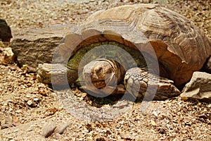 Big turtle in zoo