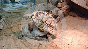 Big turtle zoo photo