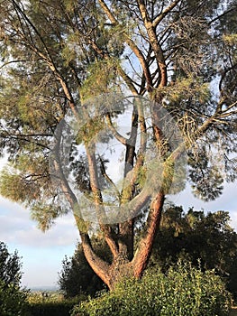 Big Tuscan tree - Grande albero toscano