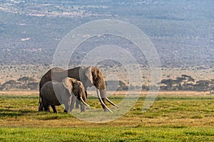 Big Tusker Bull Elephant and Female in Kenya