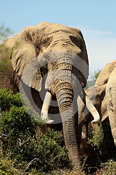 Big Tusker elephant