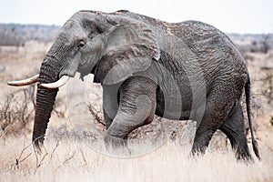 Big Tusker On The Move