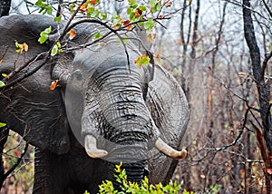 Big Tusker in the Rain