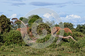 Big tusker Tim with elephant family in the bush in the savannah, Amboseli National Park, Kenya