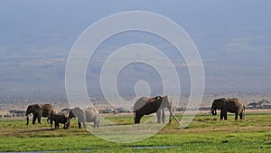 Big Tusker Tim and Family Grazing in Amboseli