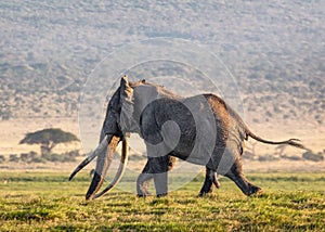 Big Tusker Tim in Musk Running