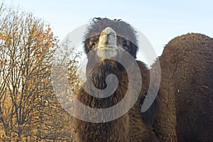 Big two-humped camel
