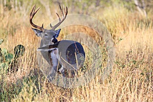 Big typical buck grooming himself