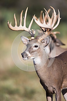 Big typical buck in portrait