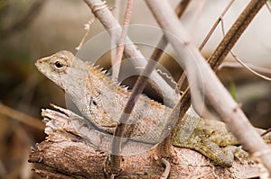 Big Typical Orange Lizard on the Wood