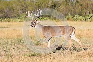 Big typical whitetail buck