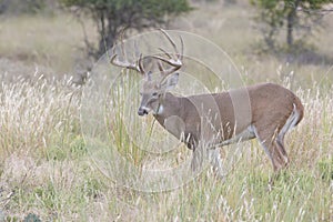 Big typical whitetail buck searching for doe in heat