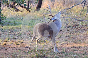 Big typical whitetail buck tasting the air
