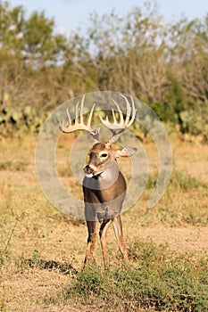 Big typical whitetail buck