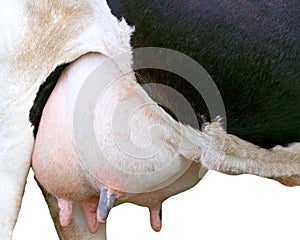 Big udder full of milk