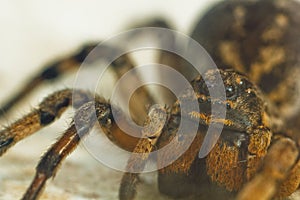 A big ugly bouncing spider tarantula is sitting on the ground on a white background. Eyes and fangs of an adult hairy wolf spider